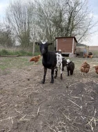 Holandská zakrslá koza