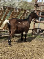 Holandská zakrslá koza