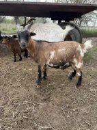 Holandská zakrslá koza