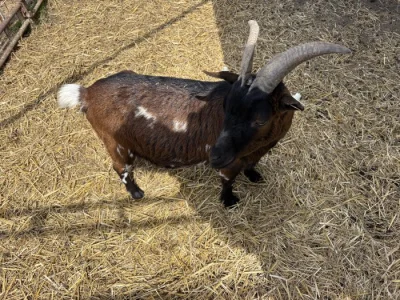 Holandská zakrslá koza