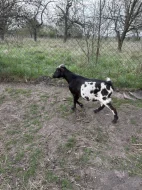 Holandská zakrslá koza