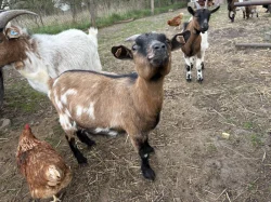 Holandská zakrslá koza