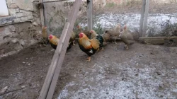 Nabízím násadová vejce zdrobnělých vyandotek