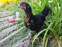 Kohout Maranska černý měděněkrky