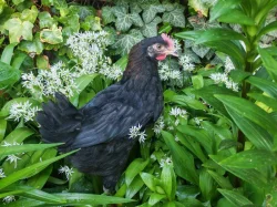 Kohout Maranska černý měděněkrky