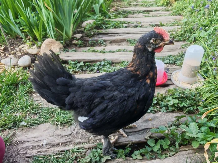 Kohout Maranska černý měděněkrky