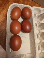 Kohout Maranska černý měděněkrky