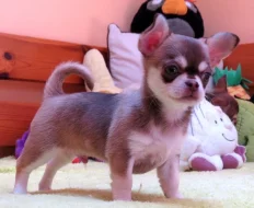 Čivava krátkosrstá s PP (FCI)