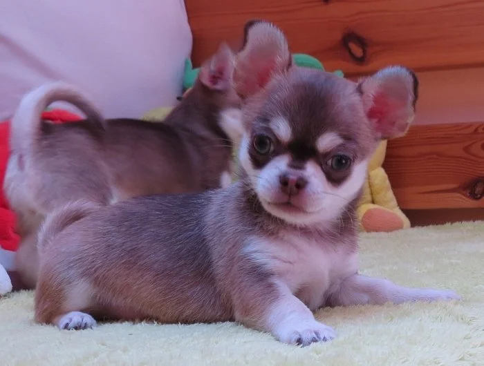 Čivava krátkosrstá s PP (FCI)