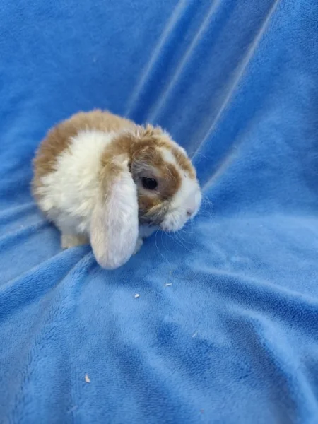 Vymazlení zakrslí králíčci