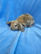 Vymazlení zakrslí králíčci