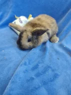 Vymazlení zakrslí králíčci