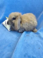 Vymazlení zakrslí králíčci