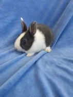 Vymazlení zakrslí králíčci