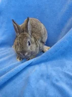 Vymazlení zakrslí králíčci