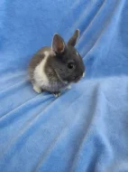 Vymazlení zakrslí králíčci