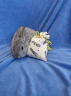 Vymazlení zakrslí králíčci