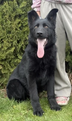 Německý ovčák s PP