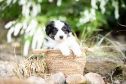 Australský ovčák s PP