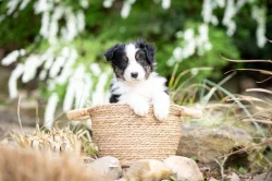 Australský ovčák s PP