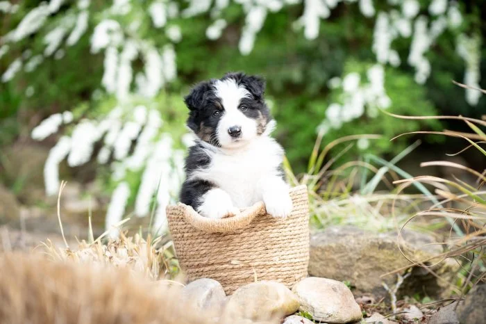 Australský ovčák s PP