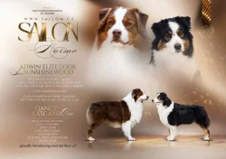 Australský ovčák s PP