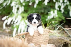 Australský ovčák s PP