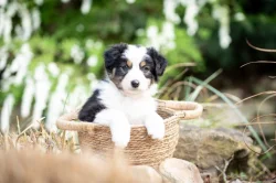 Australský ovčák s PP