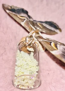 Vajíčka Martináče