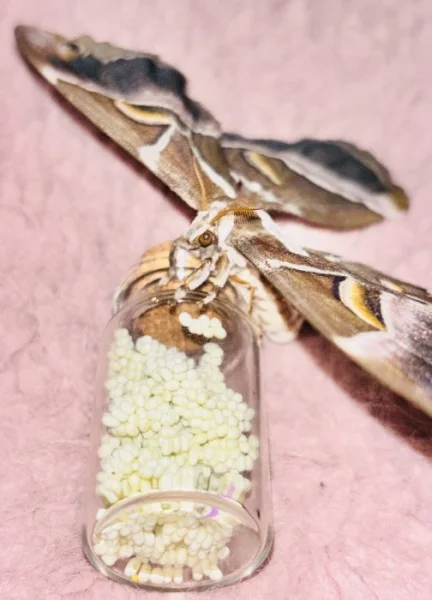 Vajíčka Martináče