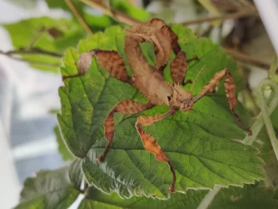 Prodám extatosoma tiaratum