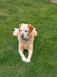 poptávám štěně křížence labradora - holku, zn. velmi dobré zázemí a do dobrých rukou