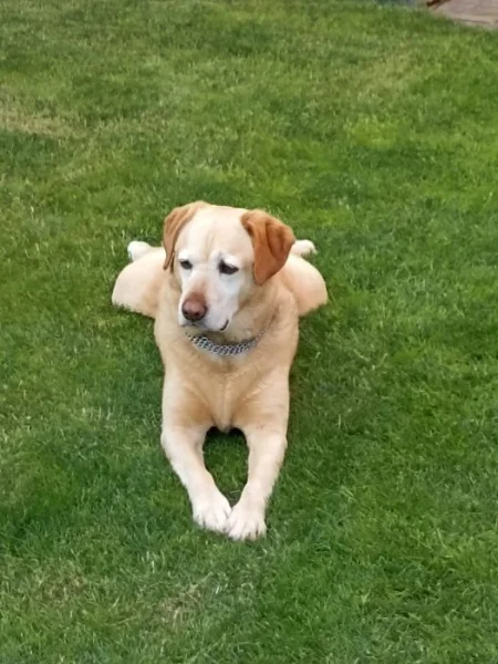 poptávám štěně křížence labradora - holku, zn. velmi dobré zázemí a do dobrých rukou
