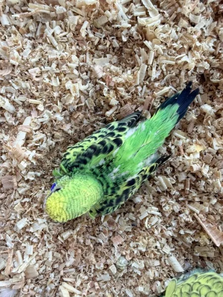 Nabízím k zamluvení mladé andulky vlnkované