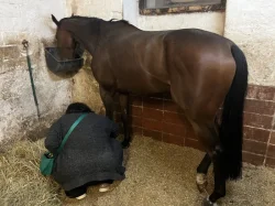 Valach, 5 let – hledá svůj stálý domov