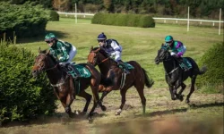 Valach, 5 let – hledá svůj stálý domov