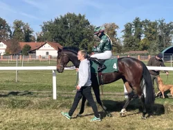 Valach, 5 let – hledá svůj stálý domov