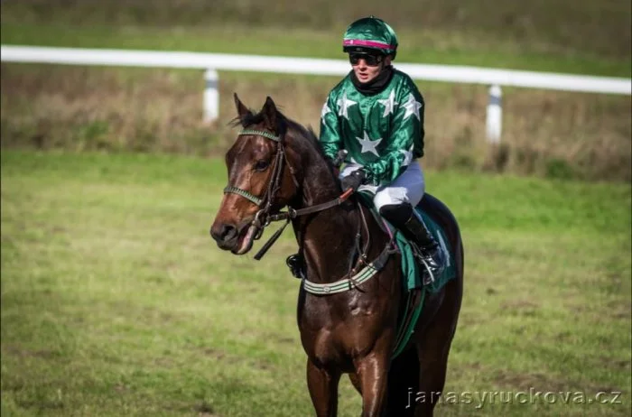 Valach, 5 let – hledá svůj stálý domov