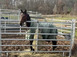 Valach, 5 let – hledá svůj stálý domov