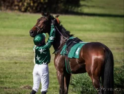 Valach, 5 let – hledá svůj stálý domov