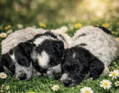 Merle štěňátka modro stříbrná