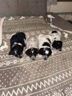 Merle štěňátka modro stříbrná