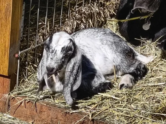 100% AN kozlík - Oreo