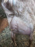 100% AN kozlík - Oreo