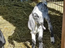 100% AN kozlík - Oreo