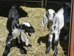 100% AN kozlík - Oreo