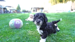 Maltipoo