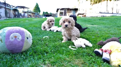 Maltipoo