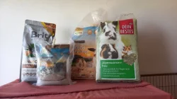 4 měsíční činčila s vybavením do zkušených rukou