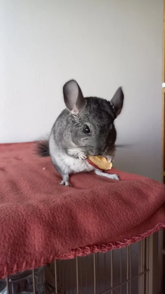 4 měsíční činčila s vybavením do zkušených rukou